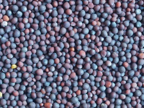 Rapeseed