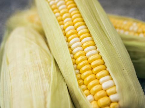 Corn